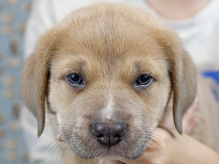 chinook puppy